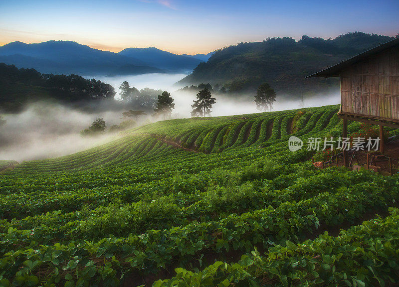 美丽的日出在草莓田梯田在doi angkang，泰国清迈